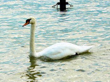 Bird in water