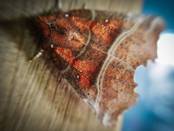 High angle view of animal on table