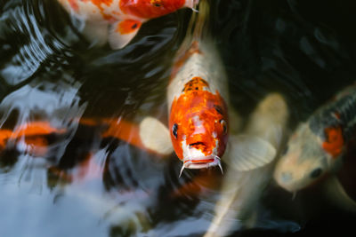 Close-up of koi carps swimming in lake