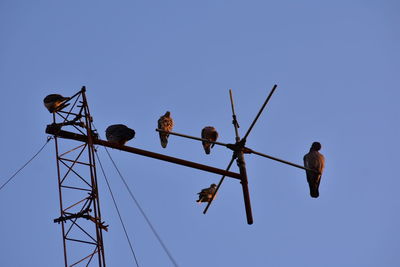 Low angle view of birds perching on power lines against clear blue sky