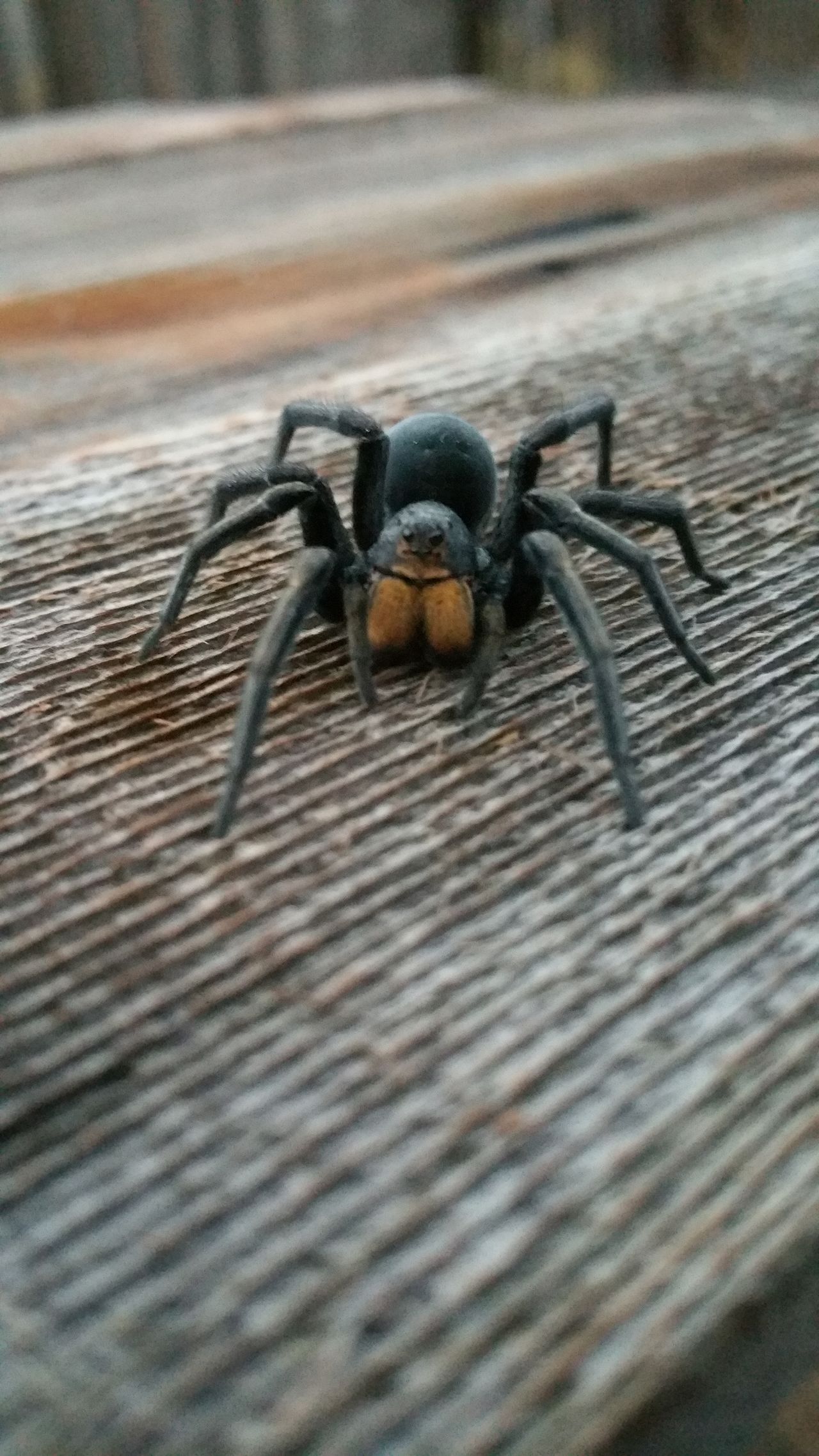 Large black spider