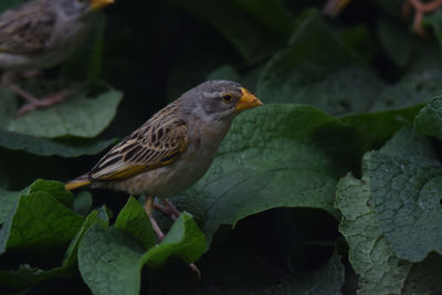 Close-up of bird perching on leaf