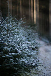 Close-up of frozen tree in forest during winter