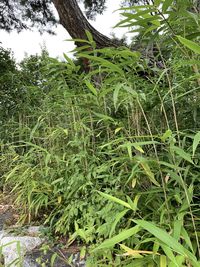 Close-up of fresh green plants on field in forest