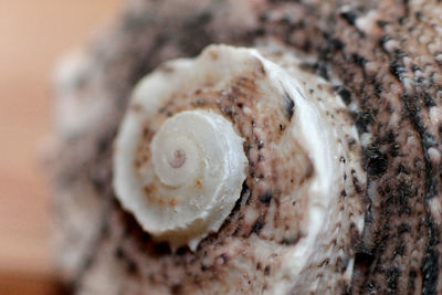 Close-up of food on table