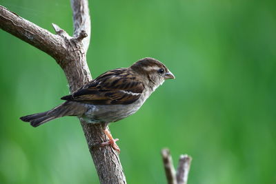 Close-up of bird perching on tree