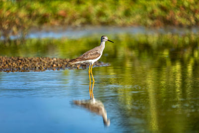 Duck swimming in lake