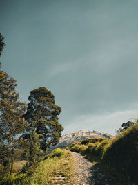 Trees growing on land against sky with mountain view