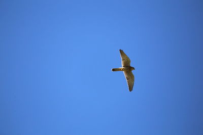 Low angle view of seagull flying in sky