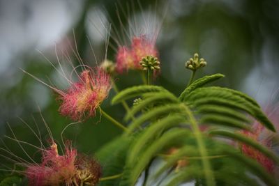 Close-up of red flower plant