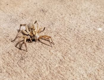 Close-up of spider on sand