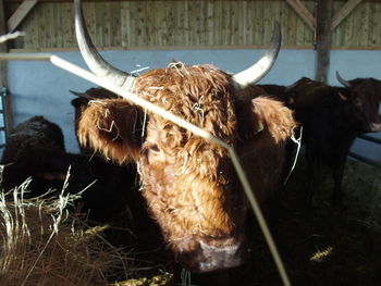 Close-up of cow at barn