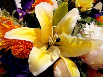 Close-up of yellow flowers