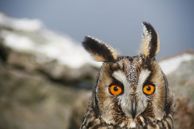 Close-up portrait of a owl