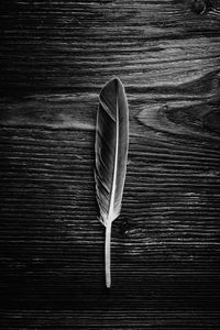 High angle view of feather on table