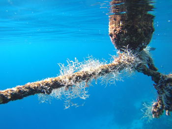 Close-up of jellyfish swimming in sea