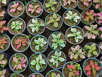 Full frame shot of potted plants