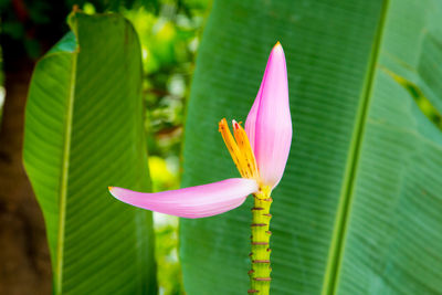 Close-up of pink lotus water lily