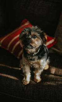 Close-up of dog at home