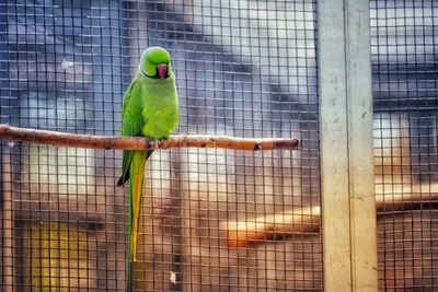 Bird perching in cage