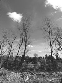 Trees against sky