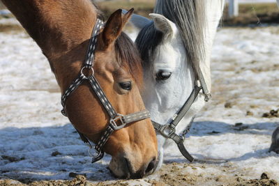 Horses grazing in winter