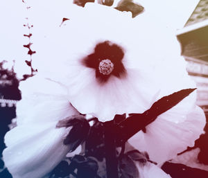 Close-up of flower against sky