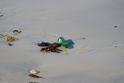 High angle view of birds on sand