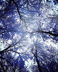 Low angle view of cherry tree against sky