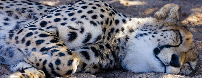 Sleeping cheetah on a farm near solitair in the namib desert of namibia