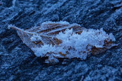 Close-up of frozen leaf during winter