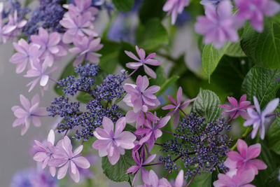 Close-up of pink flowering plants in park