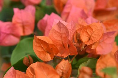 Close-up of orange leaves on plant