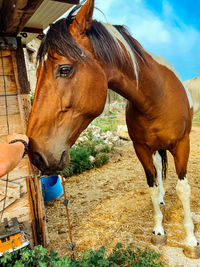 Horse in stable