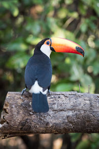 Rear view of toucan perching on wood