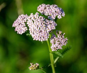 Close-up of flowering plant