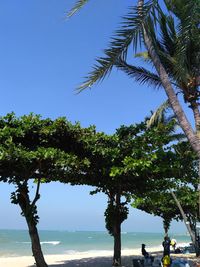 Low angle view of palm trees on beach against clear sky