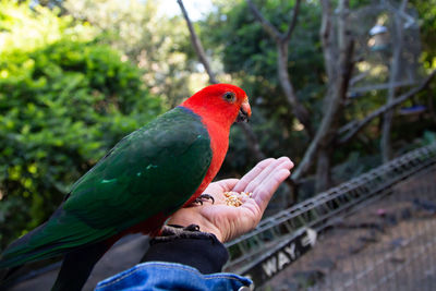 Close-up of a bird perching on hand