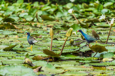 Birds perching on a plant