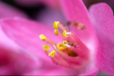 Macro shot of pink flower petal