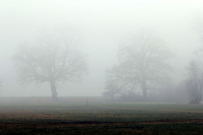 Trees on field against sky