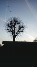 Silhouette of tree against sky