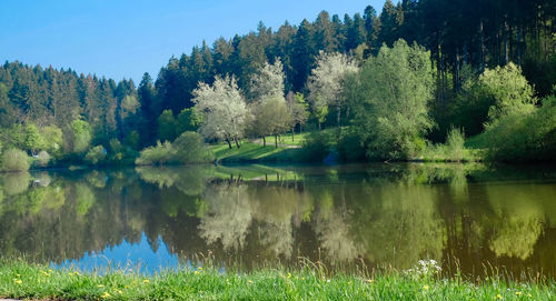 Scenic view of lake in forest against sky