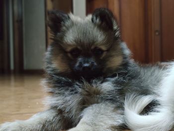 Portrait of dog relaxing at home