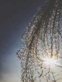 Close-up of tree against sky