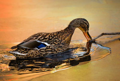 Side view of duck swimming on lake during sunset