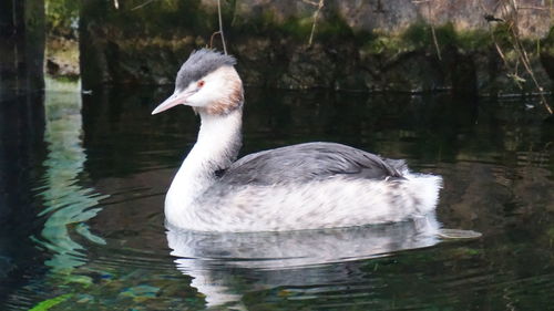 Close-up of swan swimming in lake