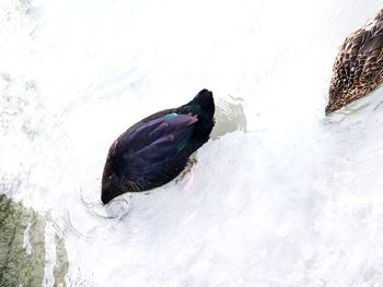 High angle view of duck swimming in lake