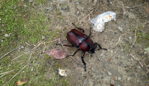 High angle view of insect on field