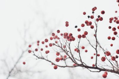 Close-up of red berries on tree